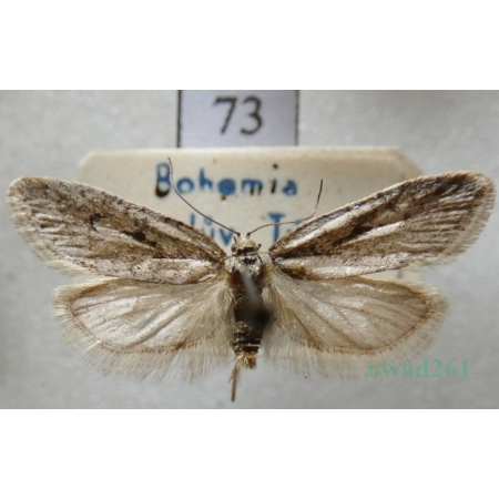Semioscopis avellanella (Hübner, 1793) Czech73